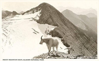 MT-441 Rocky Mountain Goat, Glacier - Vintage Image, Art Print