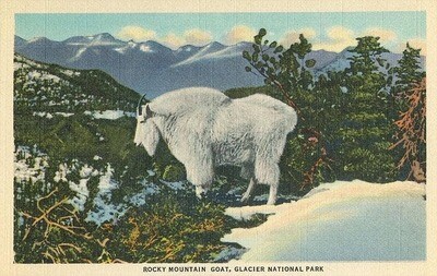 Found Image-MT-302 Rocky Mountain Goat, Glacier Park, Montana - Vintage Image, Art Print