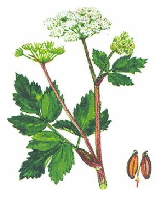 Ligusticum Wallichii Chan Xiong Natural Extract  Tincture