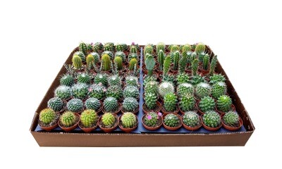 2" Cactus Live Plant Mix