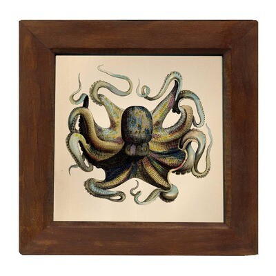 9-3/4" x 9-3/4" Octopus Framed Print Behind Glass