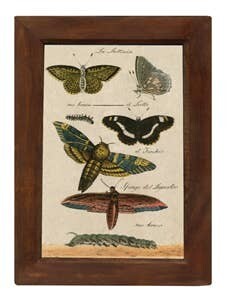 Butterflies Vintage Illustration Print Behind Glass