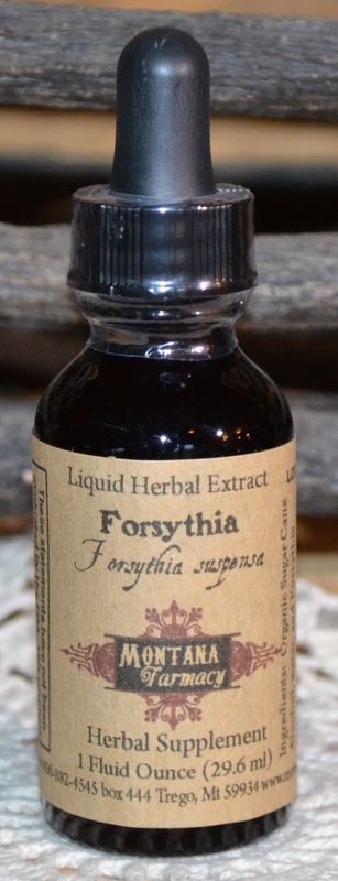Forsythia Natural Extract Herbal Tincture