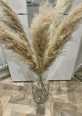 Large Fluffy Pampas Grass (3 Stems)