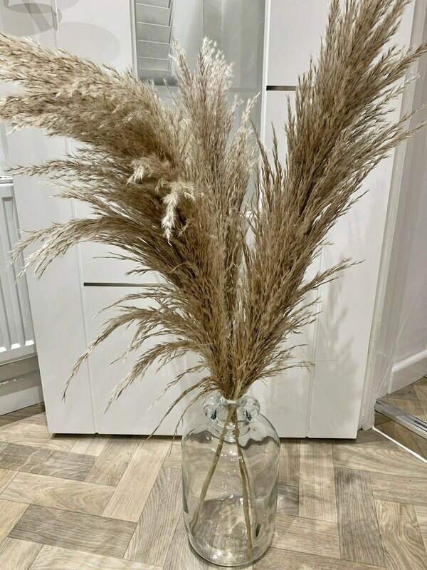 Large Fluffy Cortaderia Grass (3 Stems)