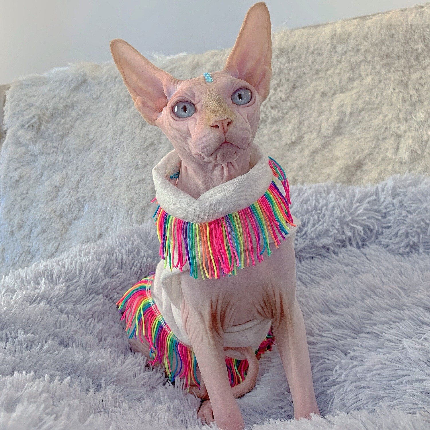 Hairless cat rainbow sweater online