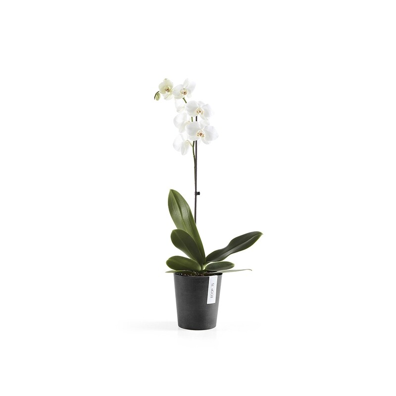 Ecopots Morinda 14 Dark Grey