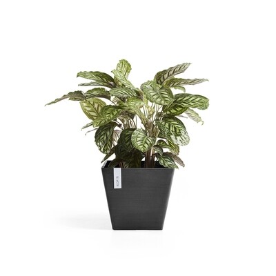 Ecopots Rotterdam 50 Dark Grey