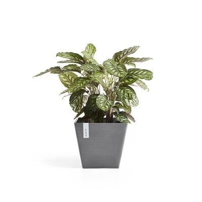 Medium pots (Ø 20-59cm)
