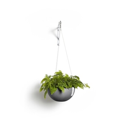 Hanging Brussels