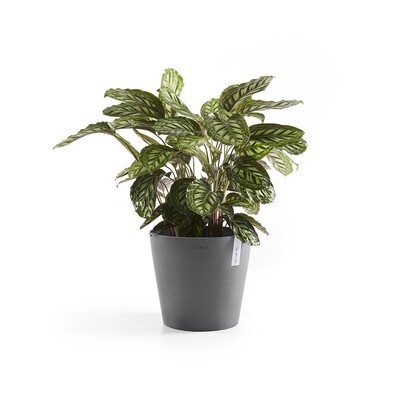 Medium pots (Ø 20-59cm)