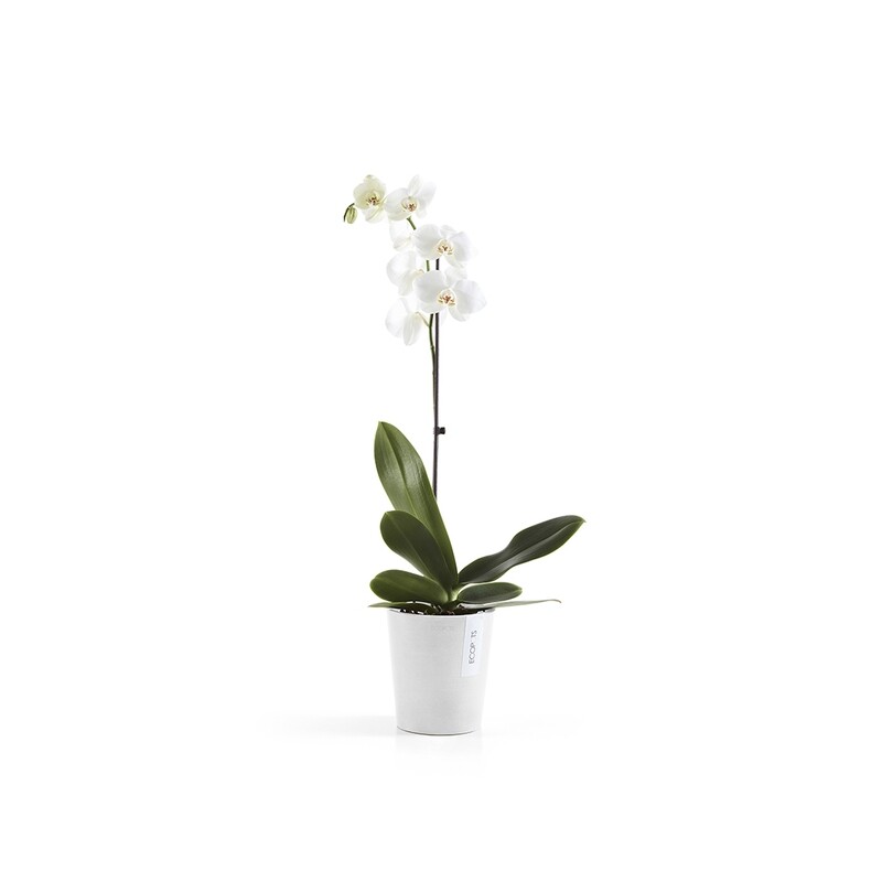 Ecopots Morinda 14 Pure White