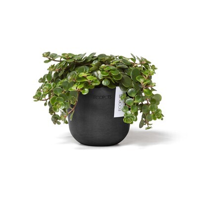 Ecopots Oslo Mini 11,5 Dark Grey Ecopots Oslo Mini 11,5 Dark Grey