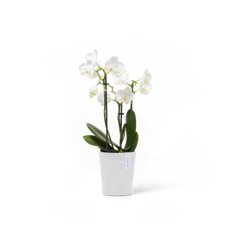 Ecopots Morinda 11 Pure White
