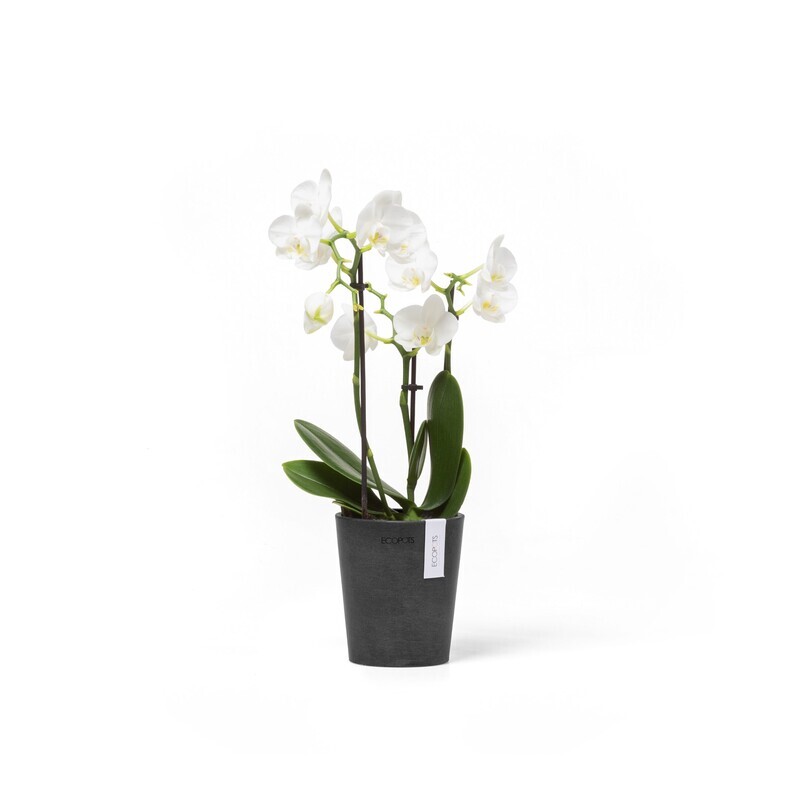 Ecopots Morinda 11 Dark Grey
