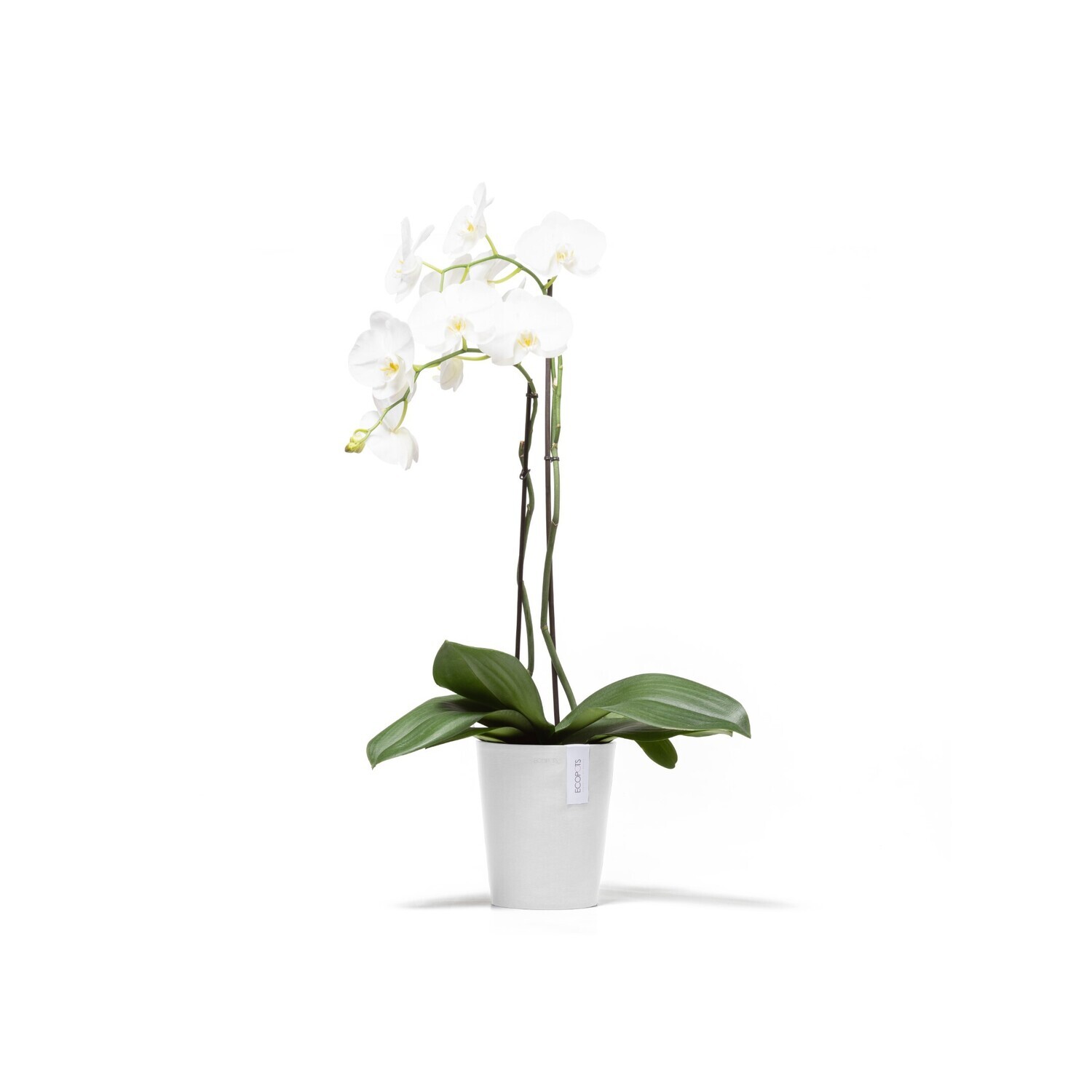 Ecopots Morinda 17 Pure White