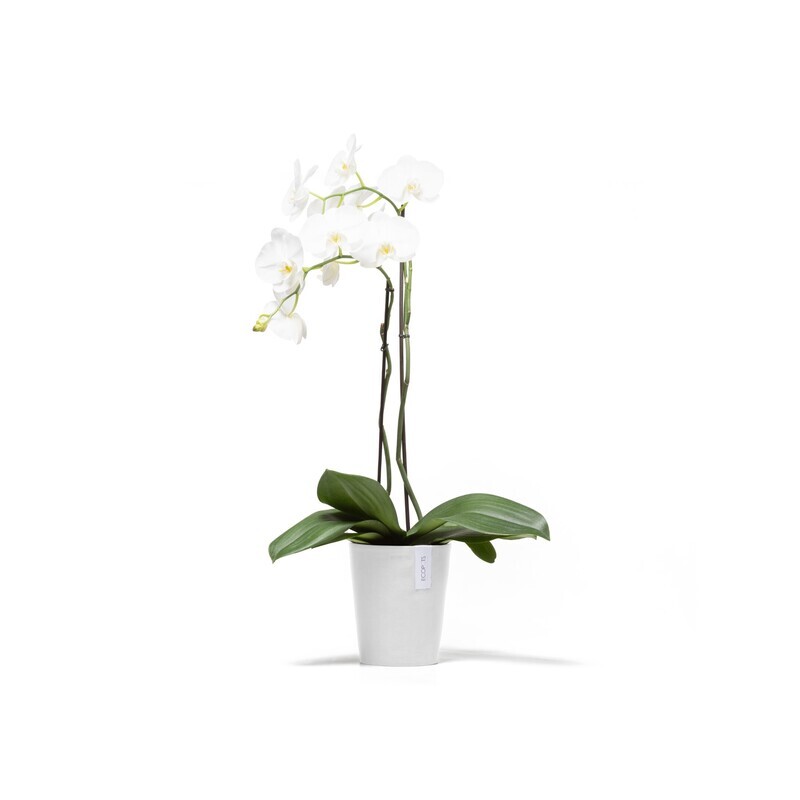 Ecopots Morinda 17 Pure White