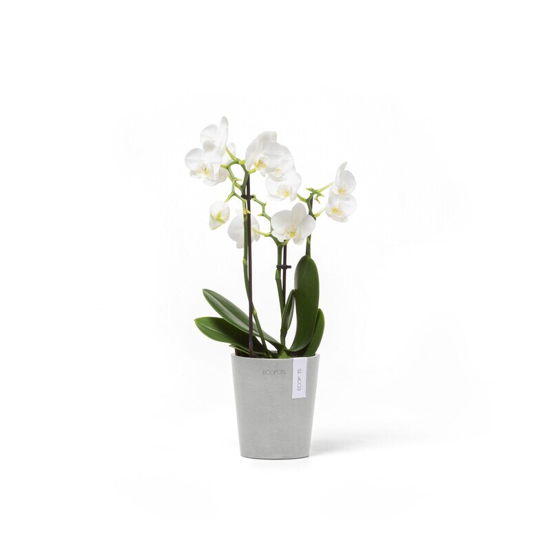 Ecopots Morinda 11 White Grey