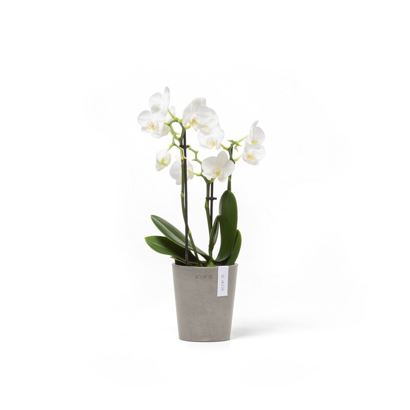 Ecopots Morinda 11 Taupe
