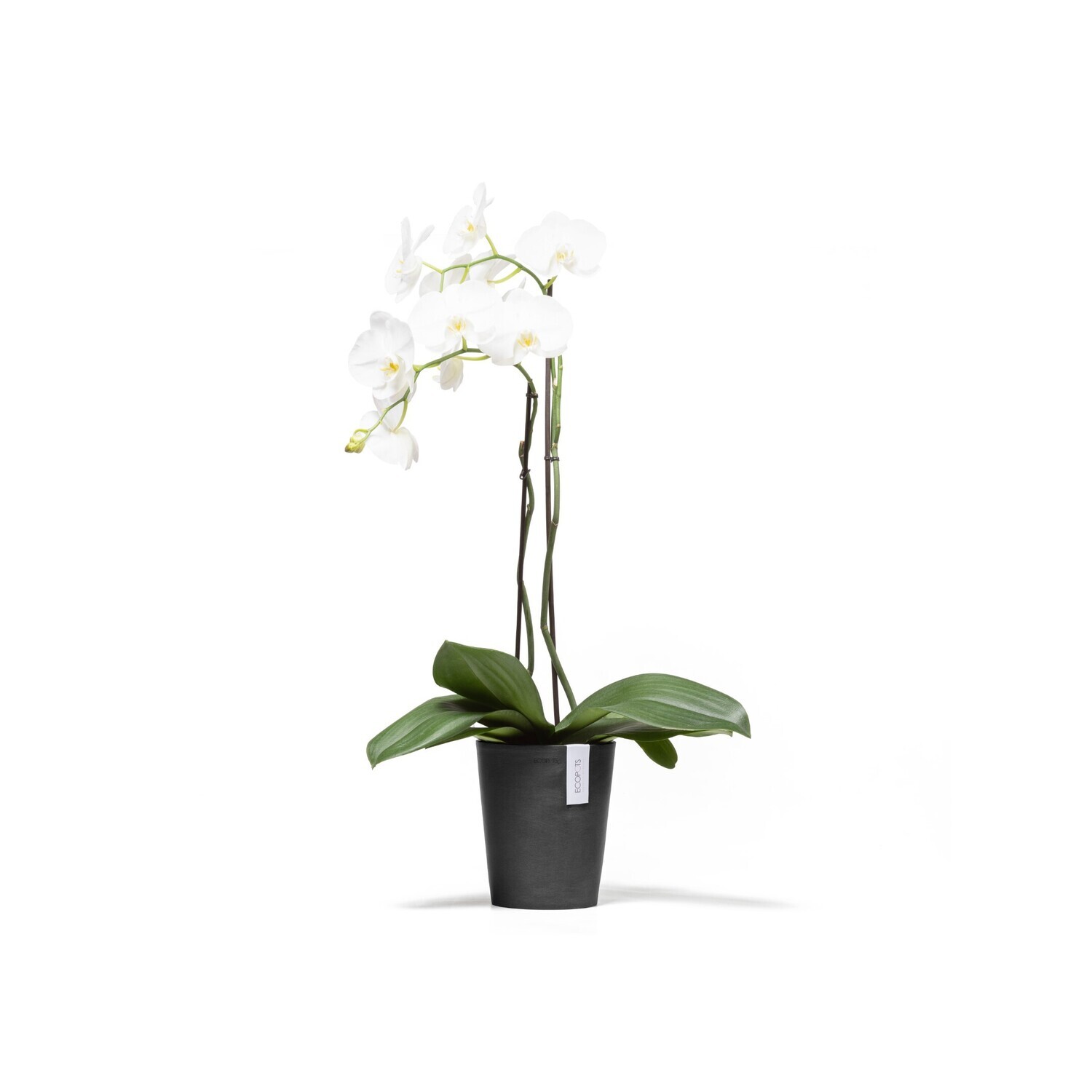 Ecopots Morinda 17 Dark Grey