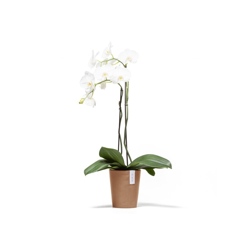 Ecopots Morinda 17 Terracotta