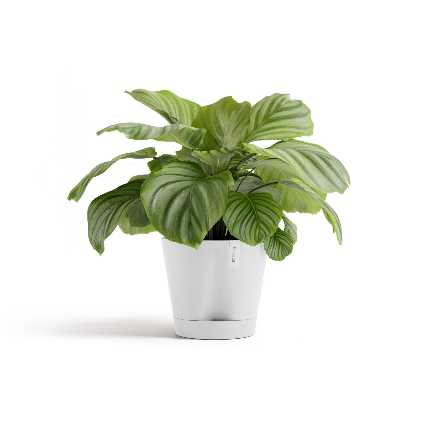 Ecopots Venice 2 30 Pure White