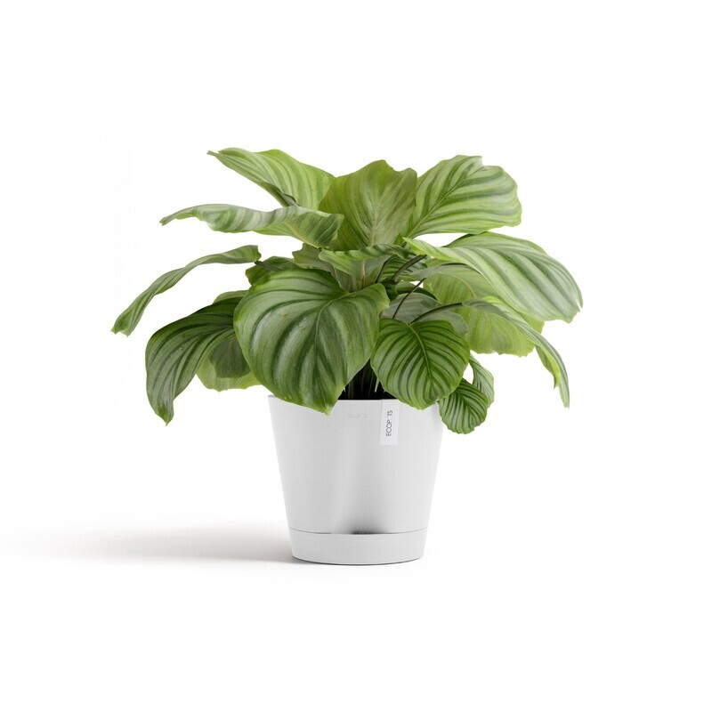 Ecopots Venice 2 30 Pure White