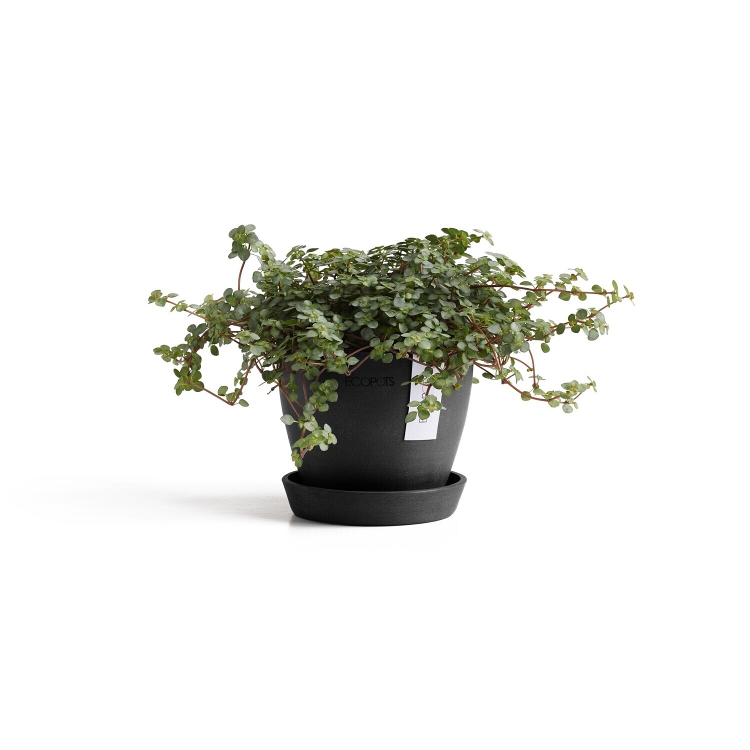 Ecopots Antwerp Mini 11 + Saucer Dark Grey Ecopots Antwerp Mini 11 + Saucer Dark Grey