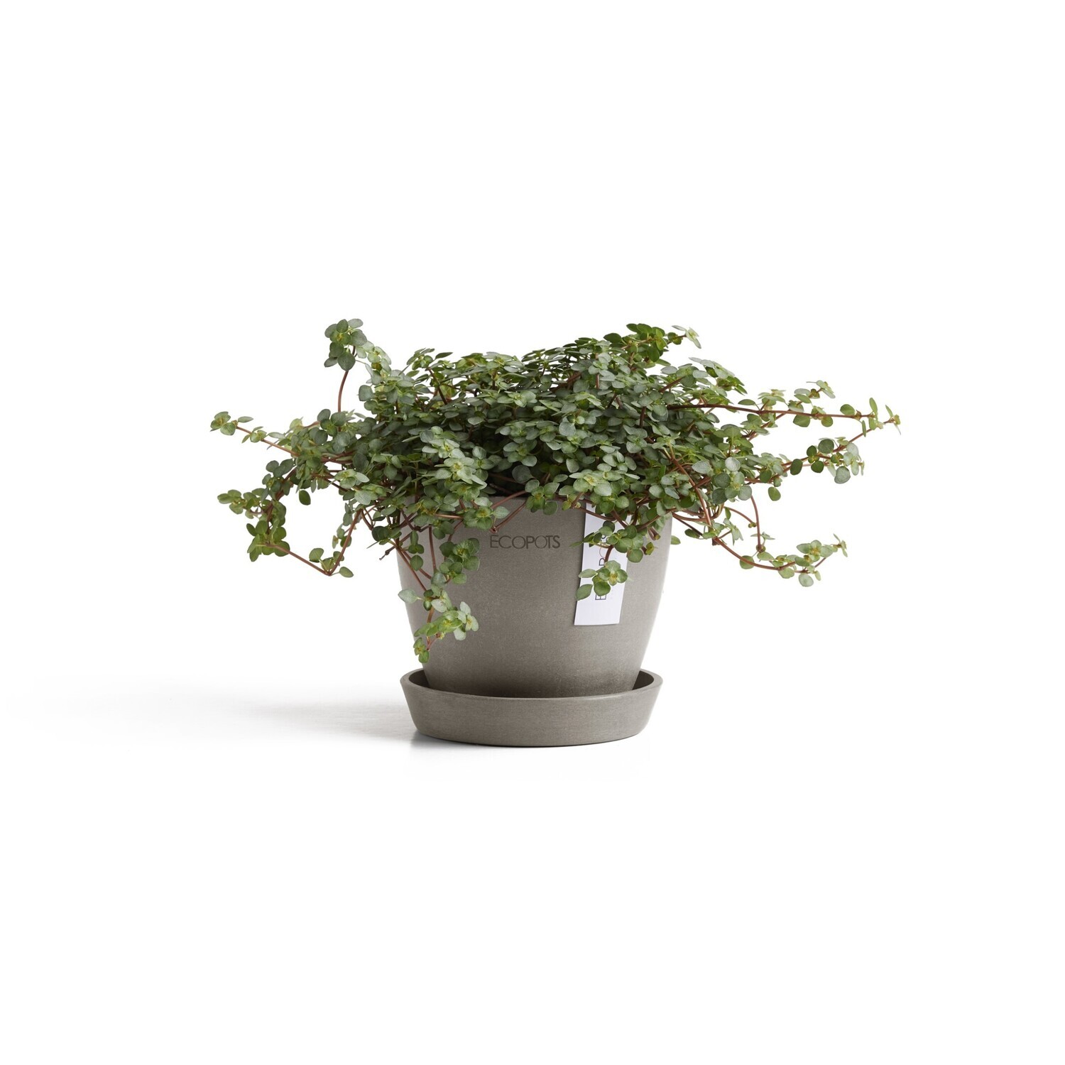 Ecopots Antwerp Mini 11 + Saucer Taupe