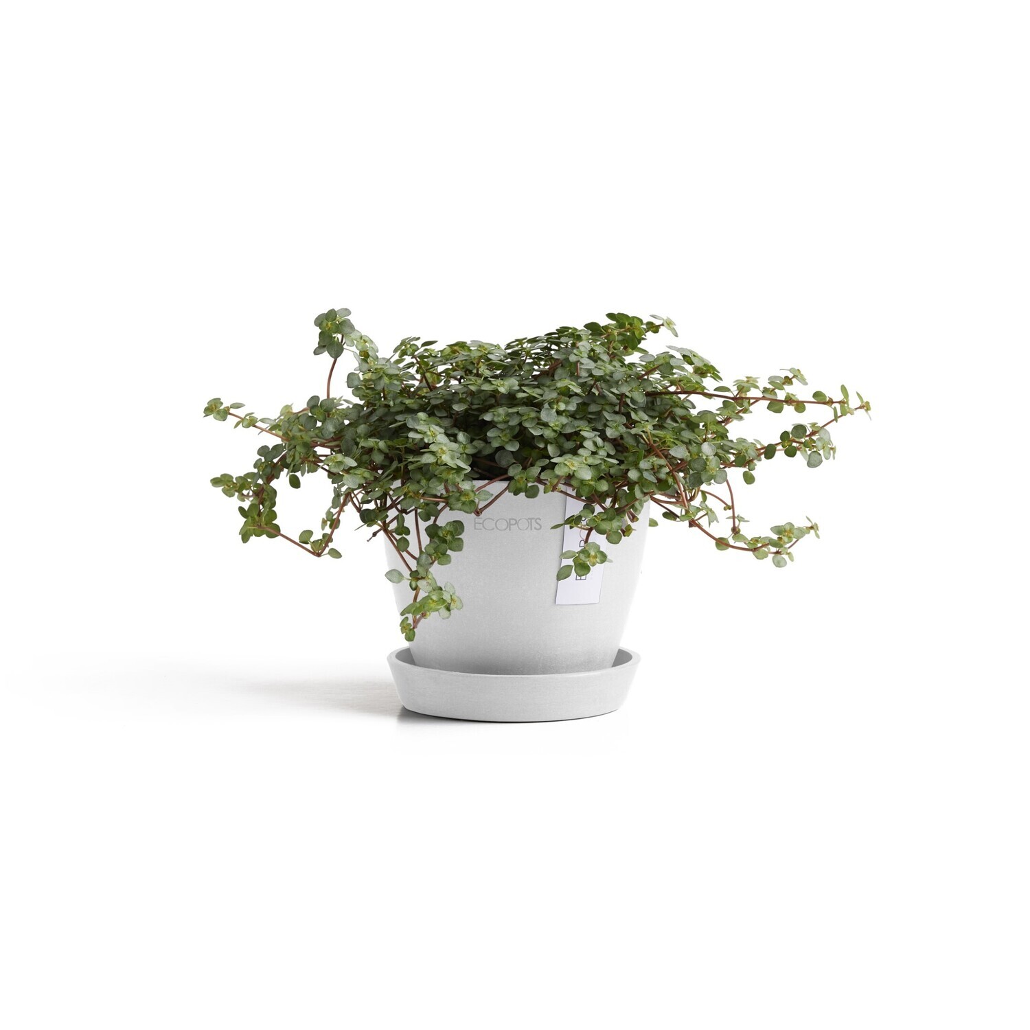 Ecopots Antwerp Mini 11 + Saucer Pure White