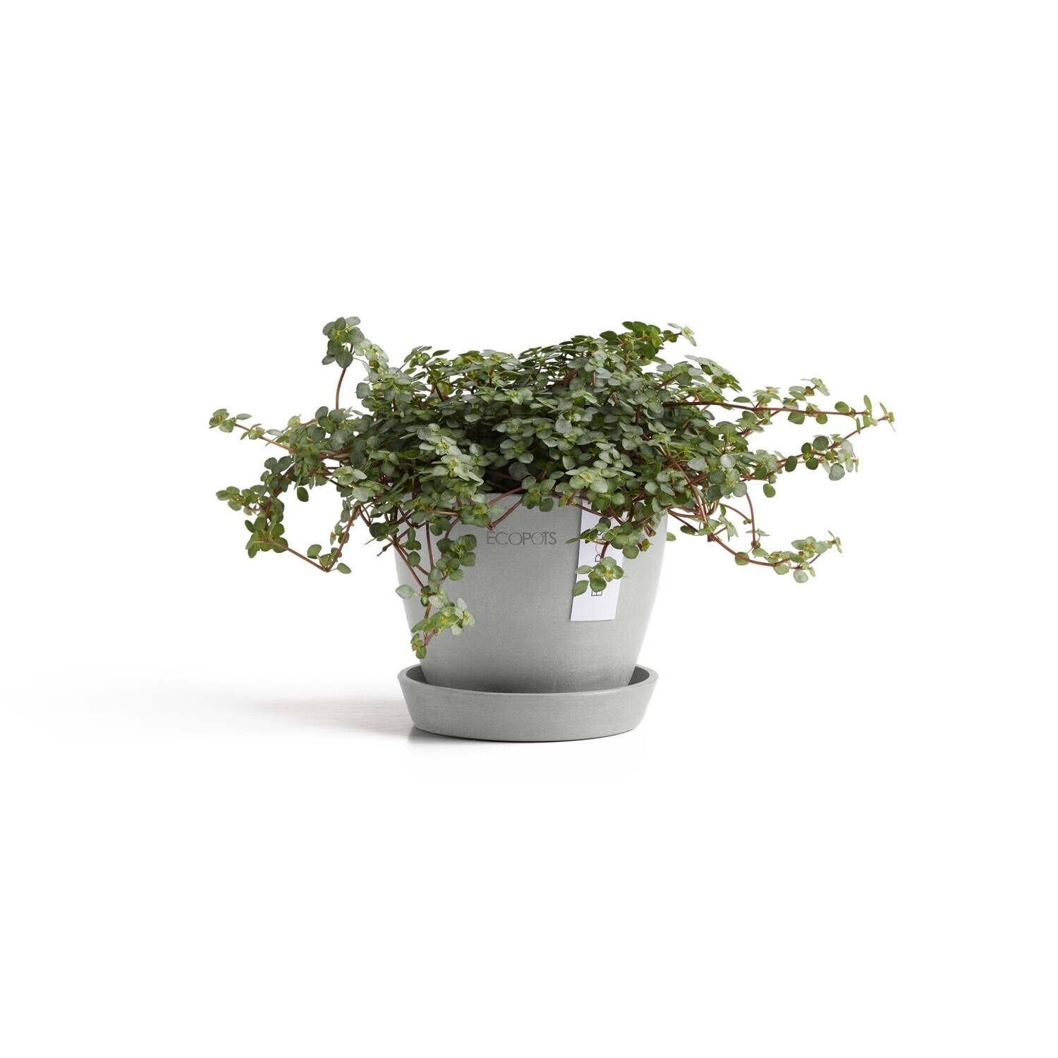 Ecopots Antwerp Mini 11 + Saucer White Grey