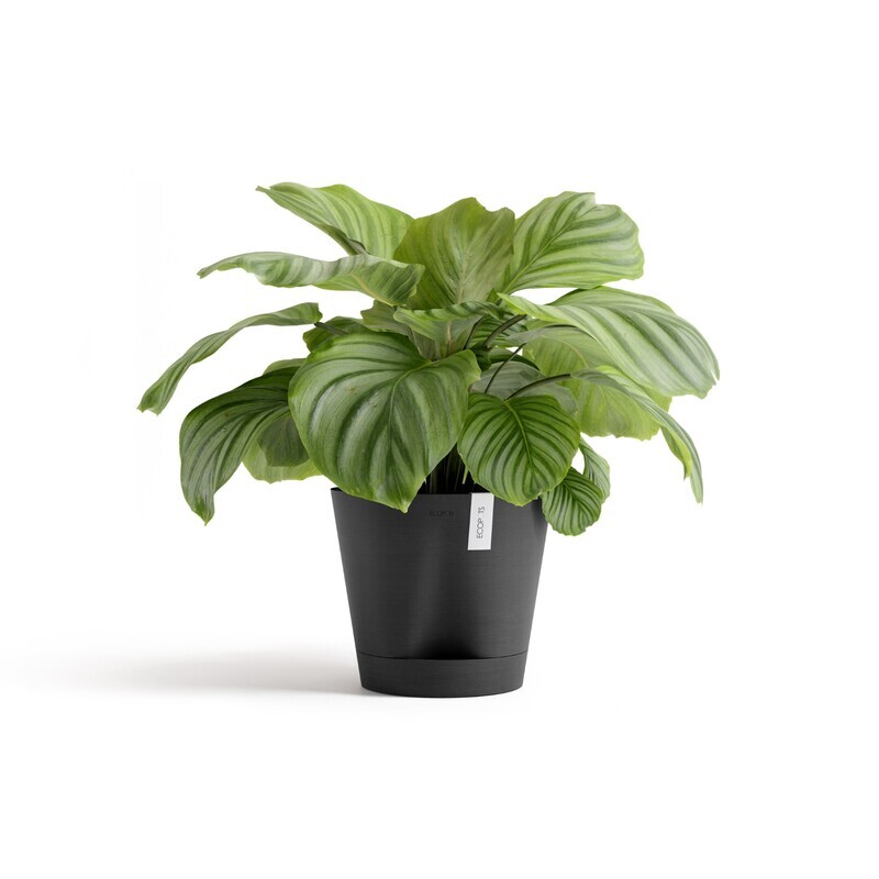 Ecopots Venice 2 30 Dark Grey