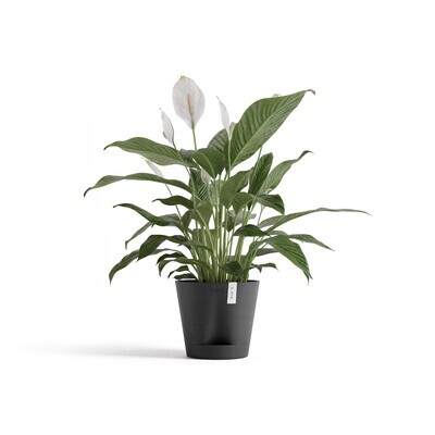 Ecopots Venice 2 20 Dark Grey