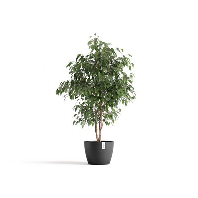 Ecopots Stockholm 31 Dark Grey