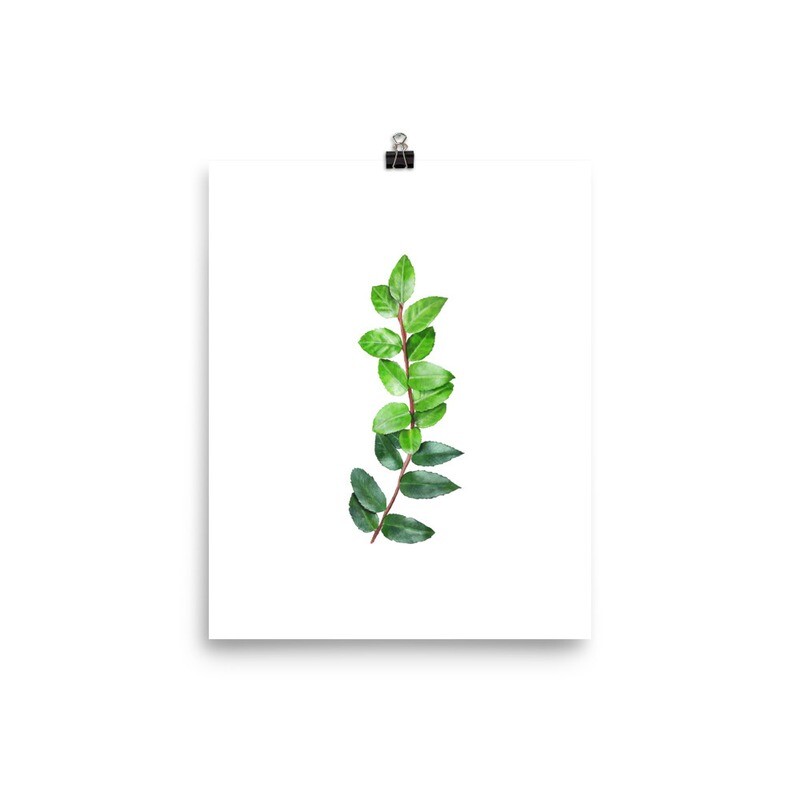 Evergreen Huckleberry Print