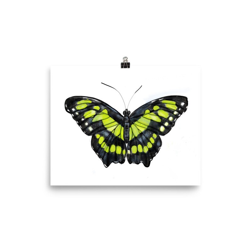 Green Butterfly, Siproeta Stelenes, Print