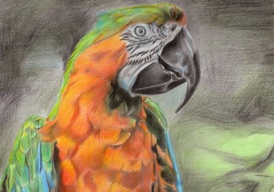 Macaw (Postcard:A6)