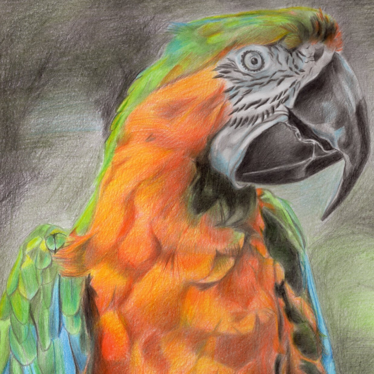 Macaw (A4)