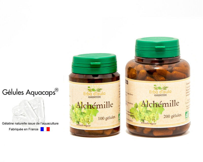 Alchémille
