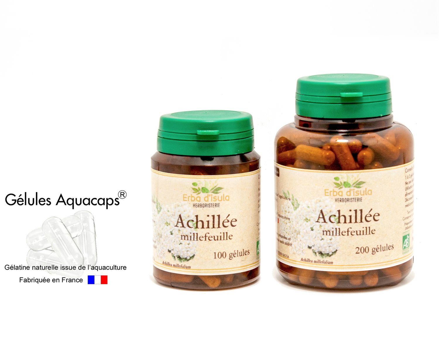 Achillée millefeuille Achillée millefeuille