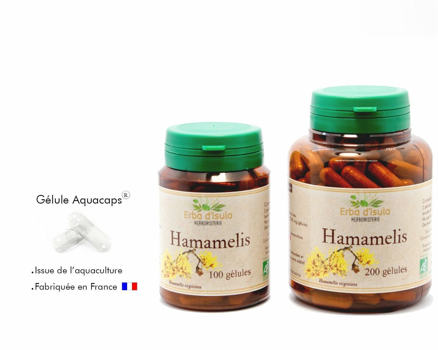 Hamamélis Hamamélis