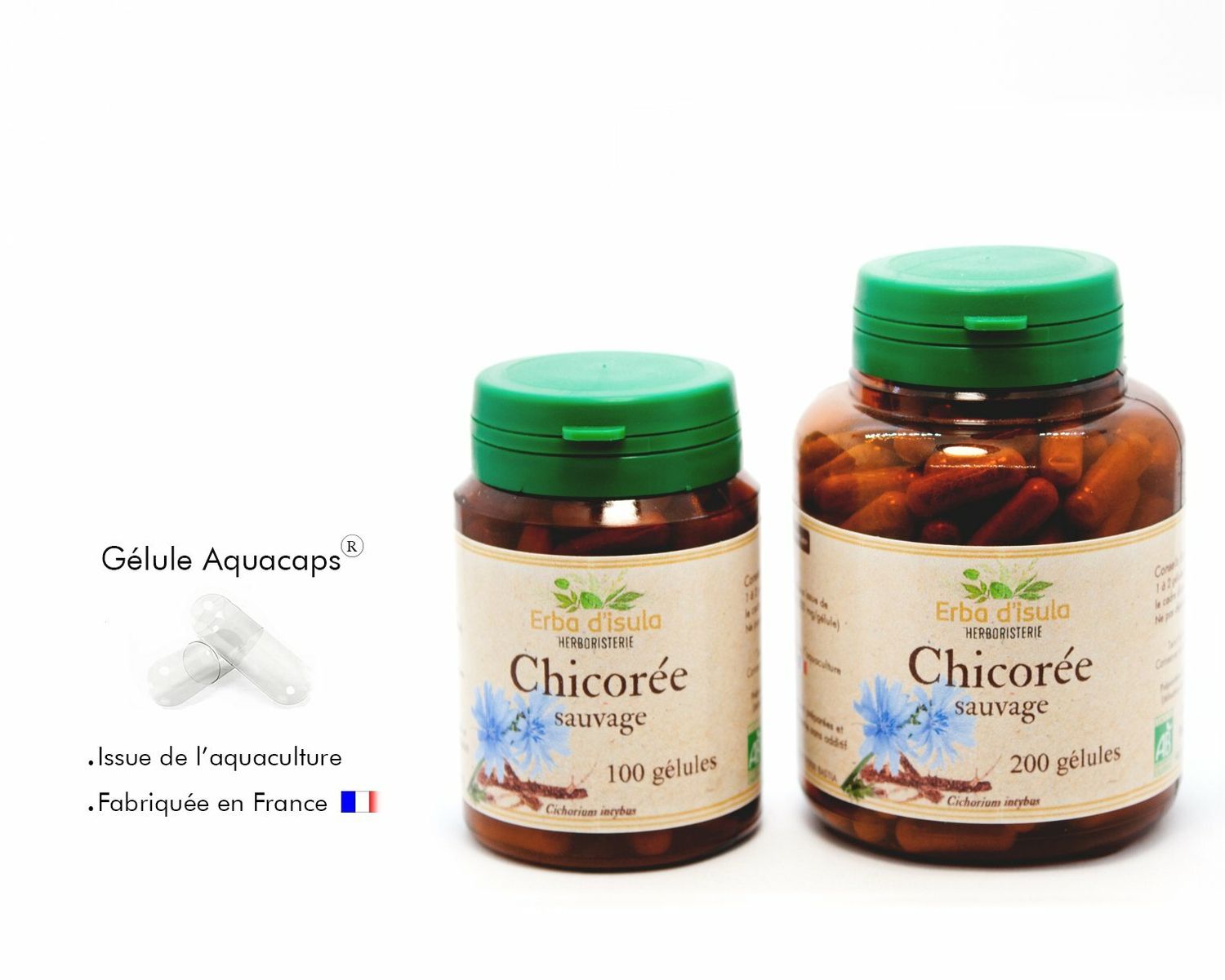 Chicorée sauvage Chicorée sauvage