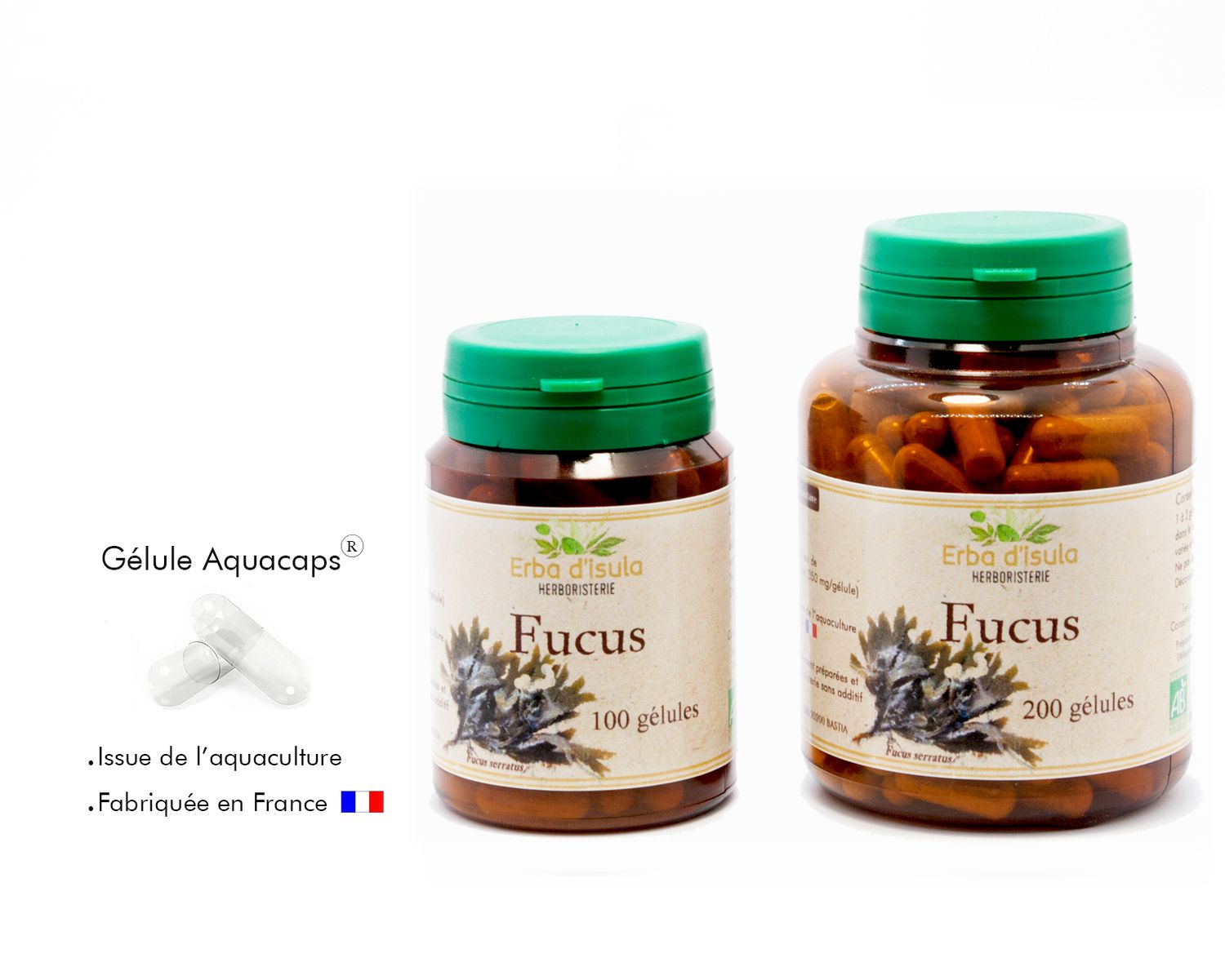 Fucus Fucus