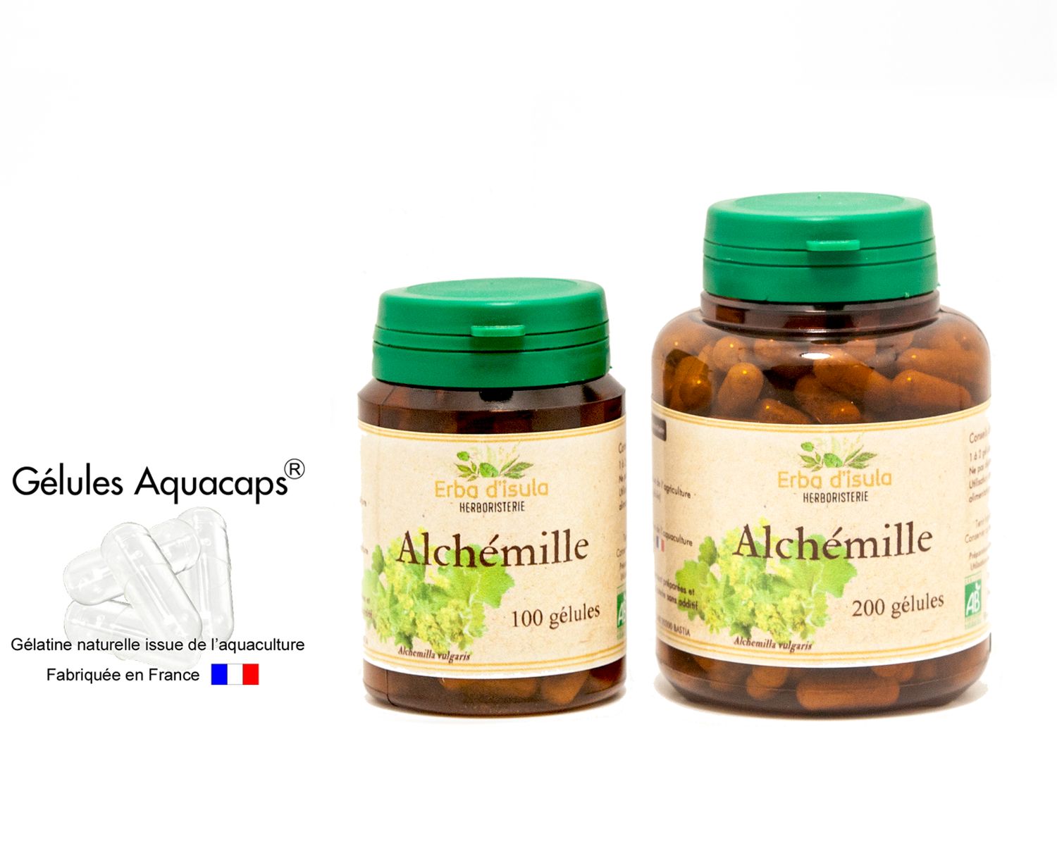 Alchémille Alchémille