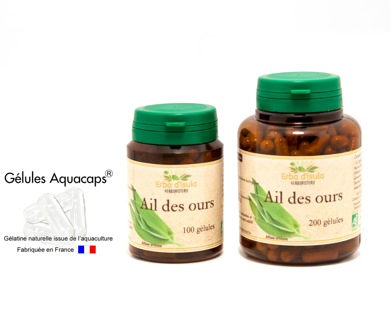 Ail des ours Ail des ours