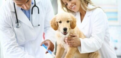 Linea per studi veterinari