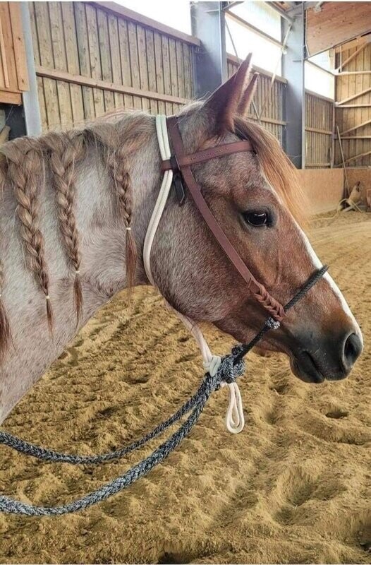 Hard nose loping hackamore 03