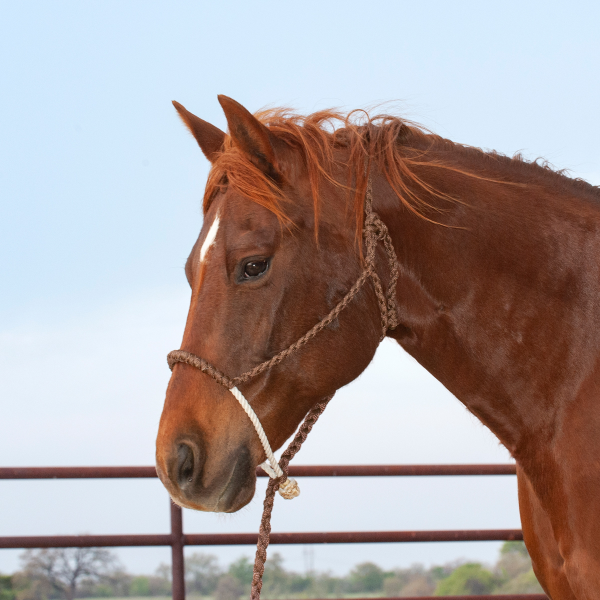 Licol rope noseband+longe