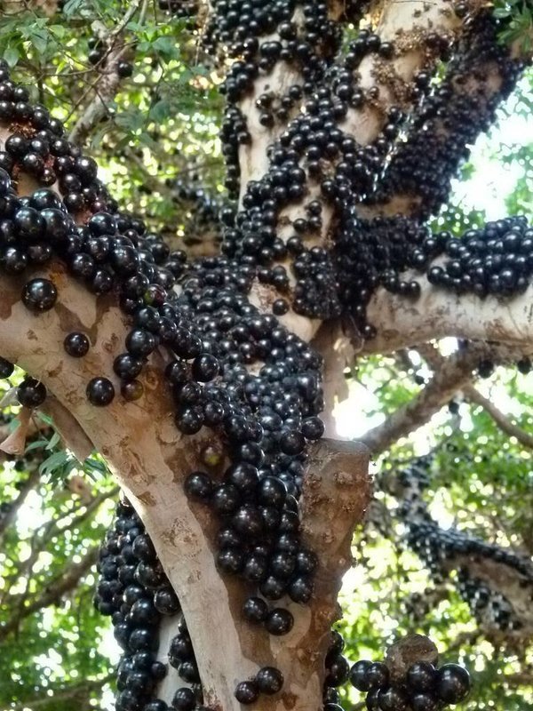 Jaboticaba Jelly