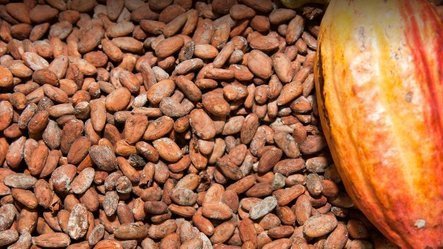 Raw Cacao Beans -- Organically Grown